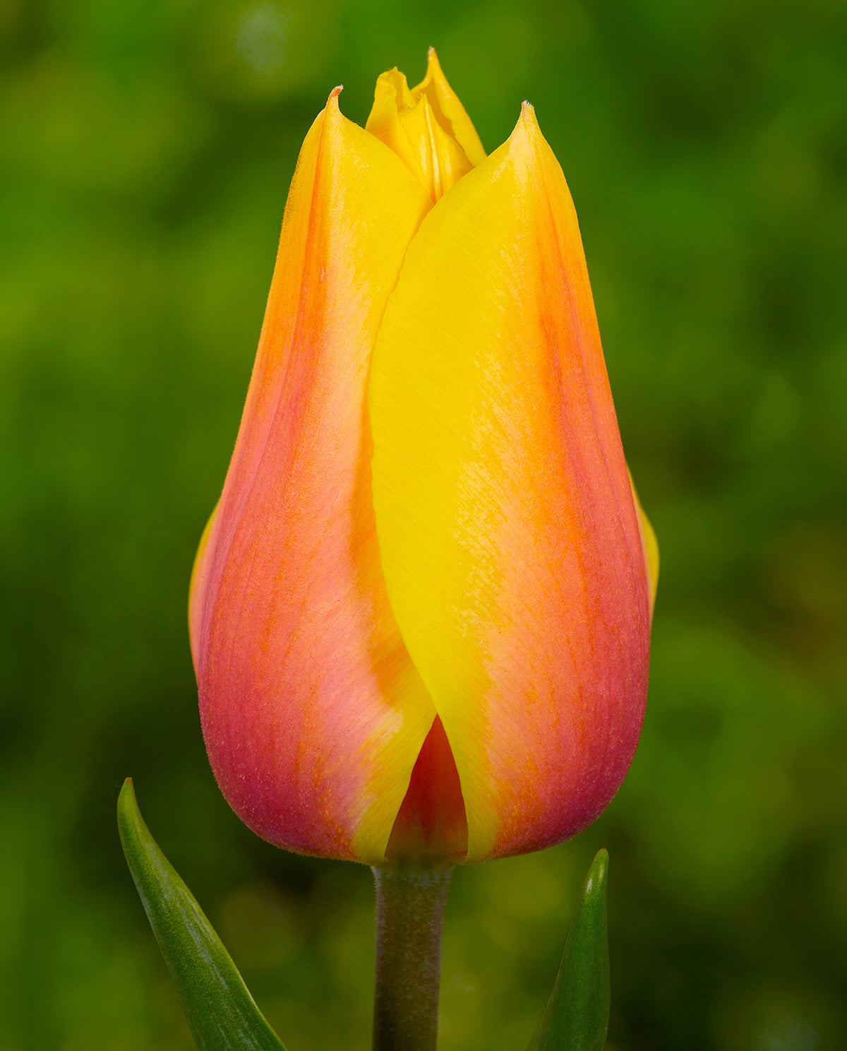 Blushing Beauty Single Late Tulip - 10 bulbs