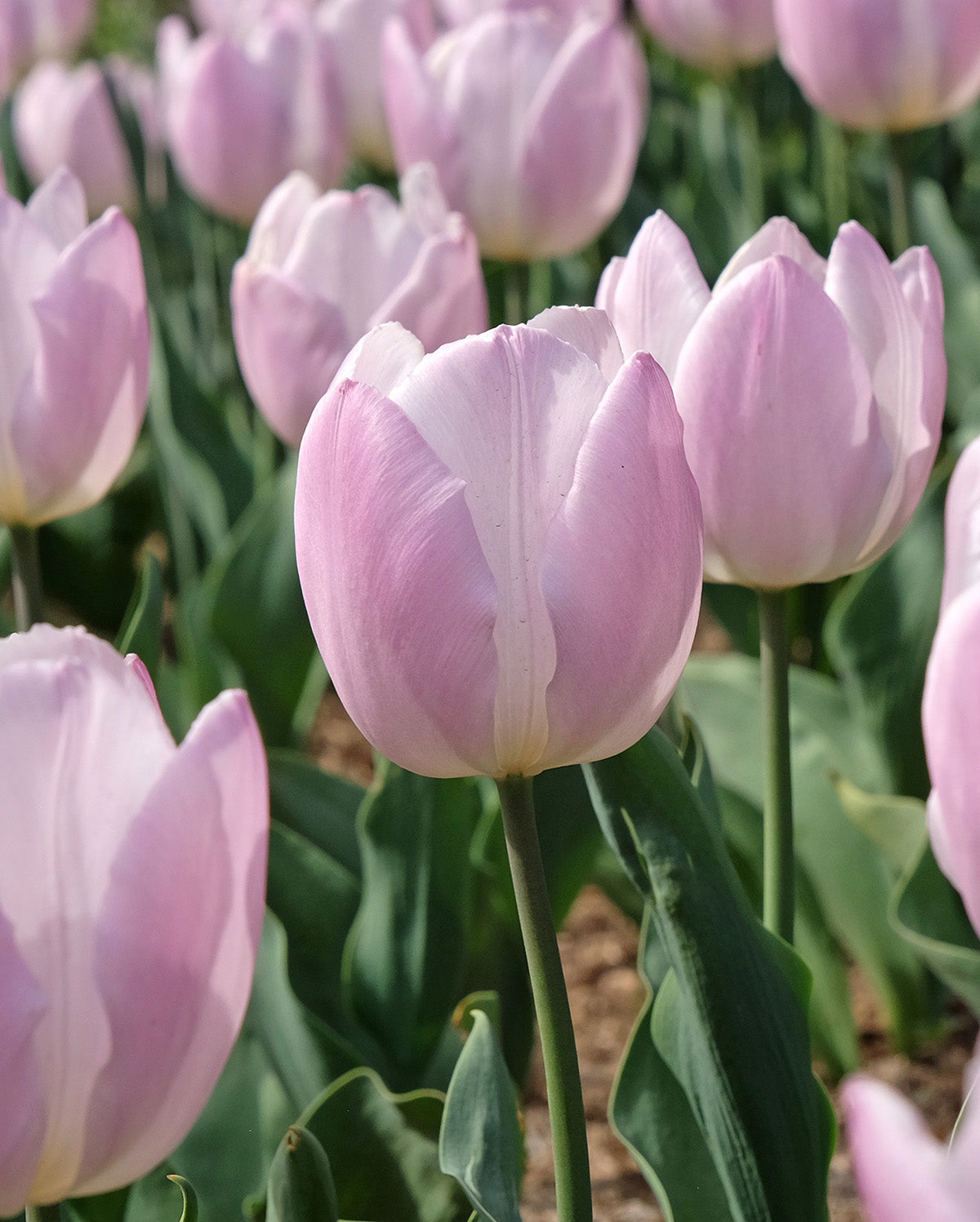 Candy Prince Single Early Tulip - 10 bulbs