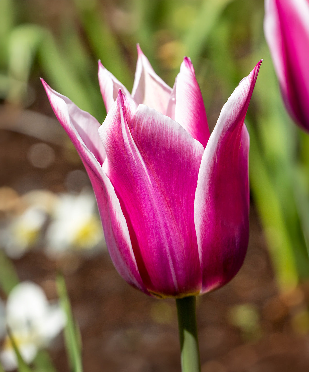 Claudia Lily Flowered Tulip - 10 bulbs