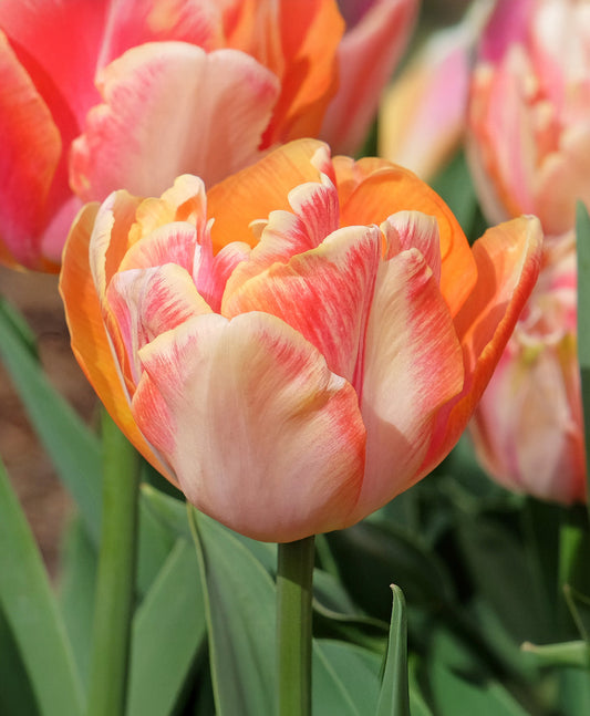 Cream-colored Upstar Double Late Tulip bulbs from BloomingBulb, showing vibrant, fully bloomed double tulip flowers.