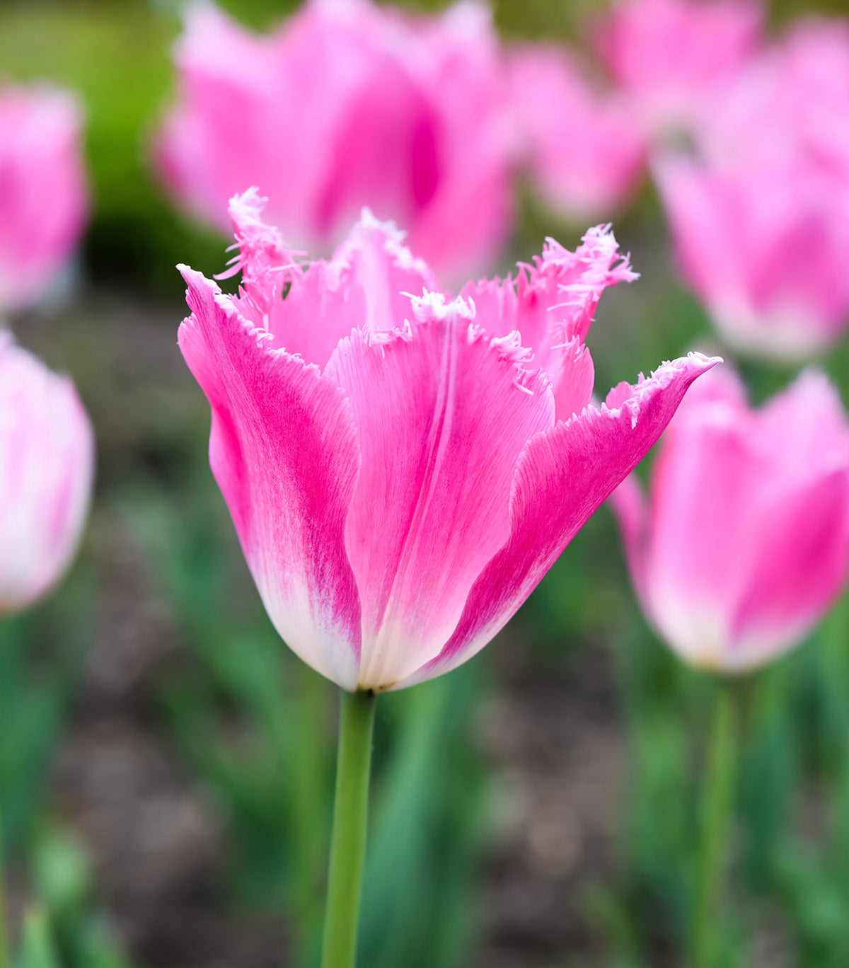 Dallas Fringed Tulip - 10 bulbs