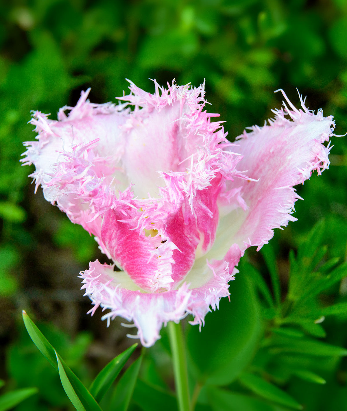 Dallas Fringed Tulip - 10 bulbs