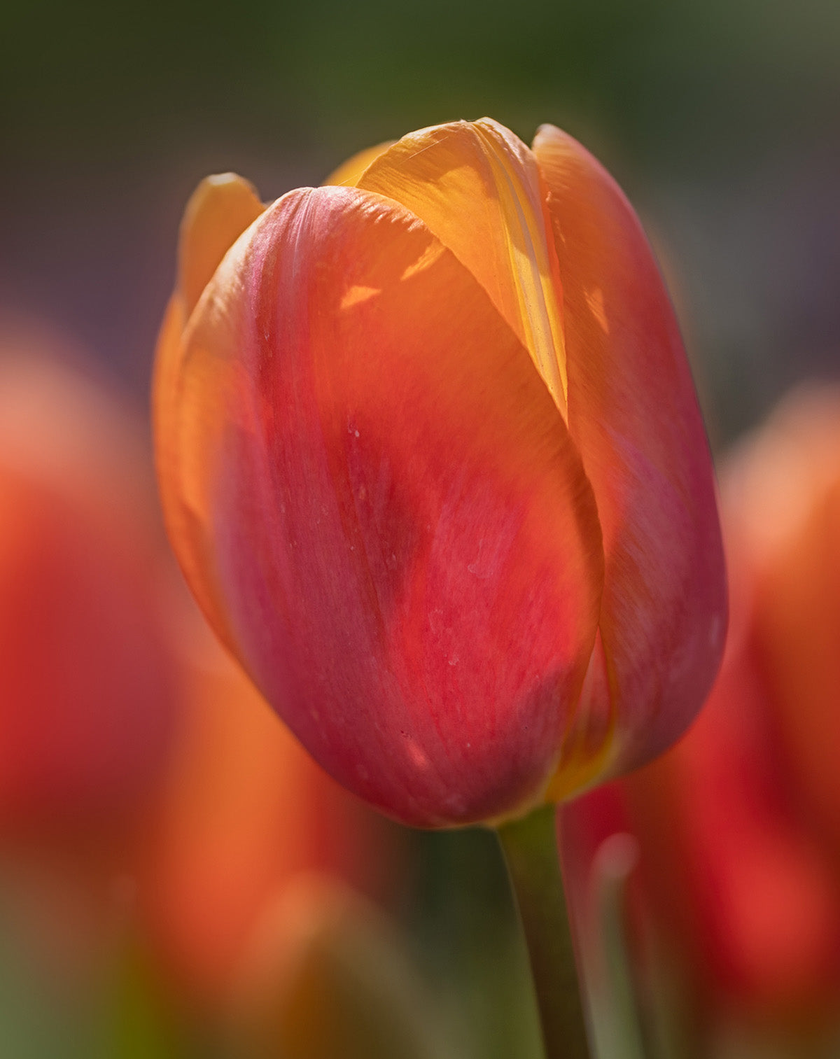 Dordogne Single Late Tulip - 10 bulbs