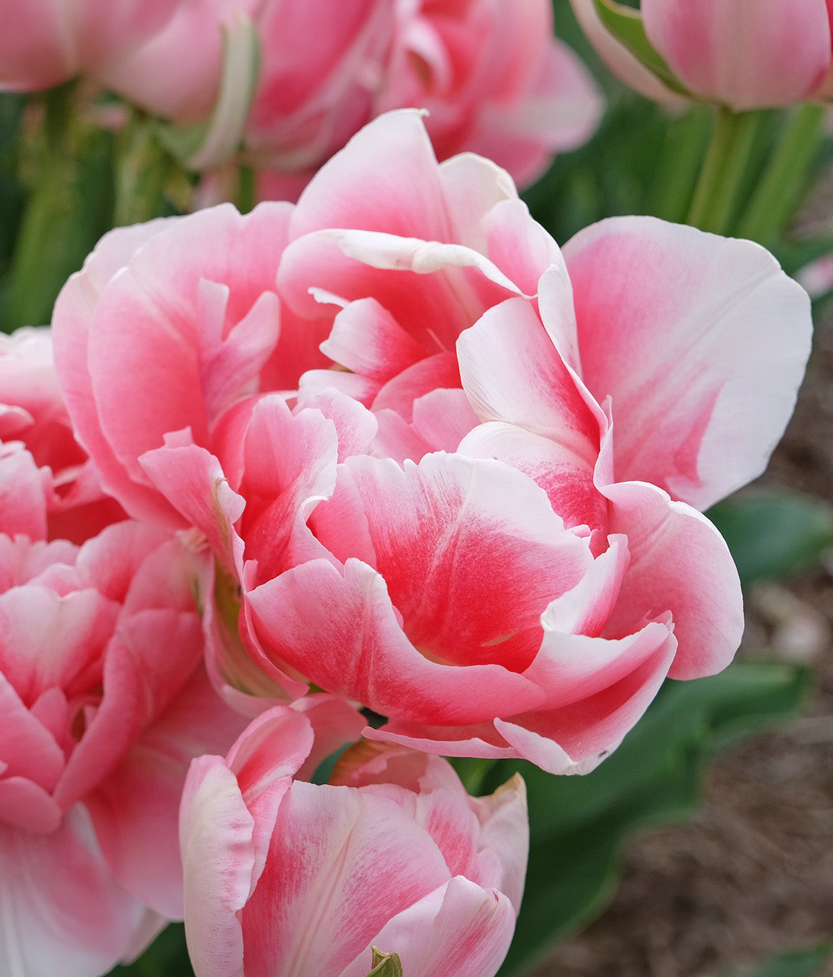 Finola Double Late Tulip - 10 bulbs