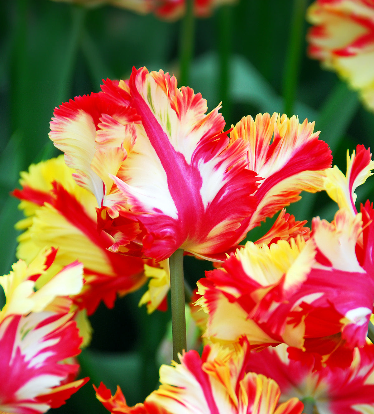Flaming Parrot Tulip - 10 bulbs