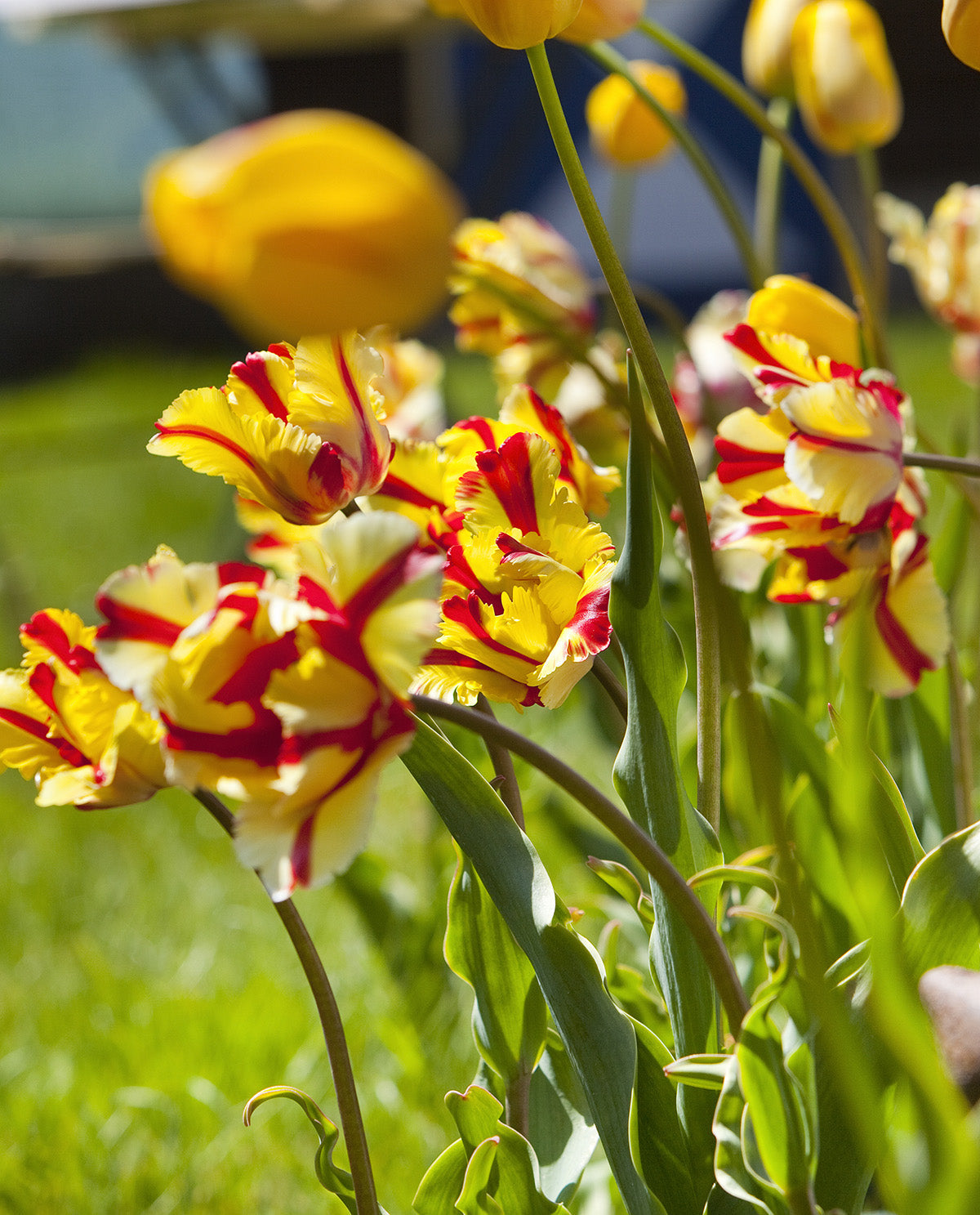 Flaming Parrot Tulip - 10 bulbs