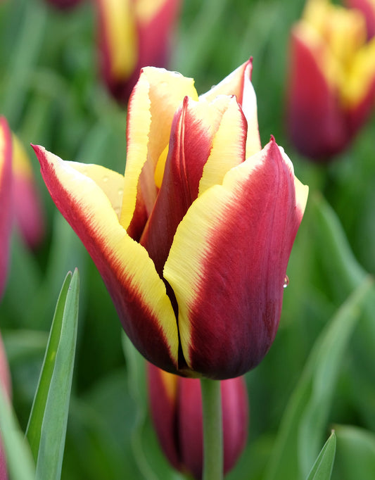 Bright pink Gavota Triumph tulips from BloomingBulb in bloom, showing vibrant petals and green foliage.