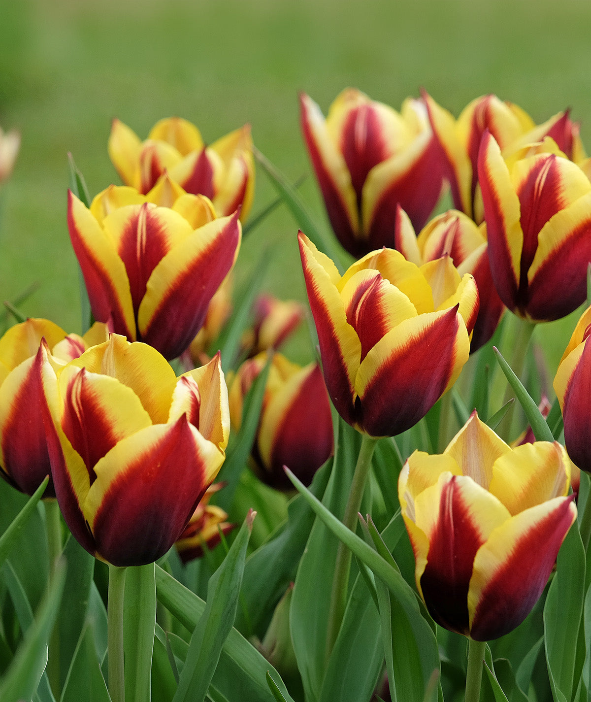 Gavota Triumph Tulip - 10 bulbs
