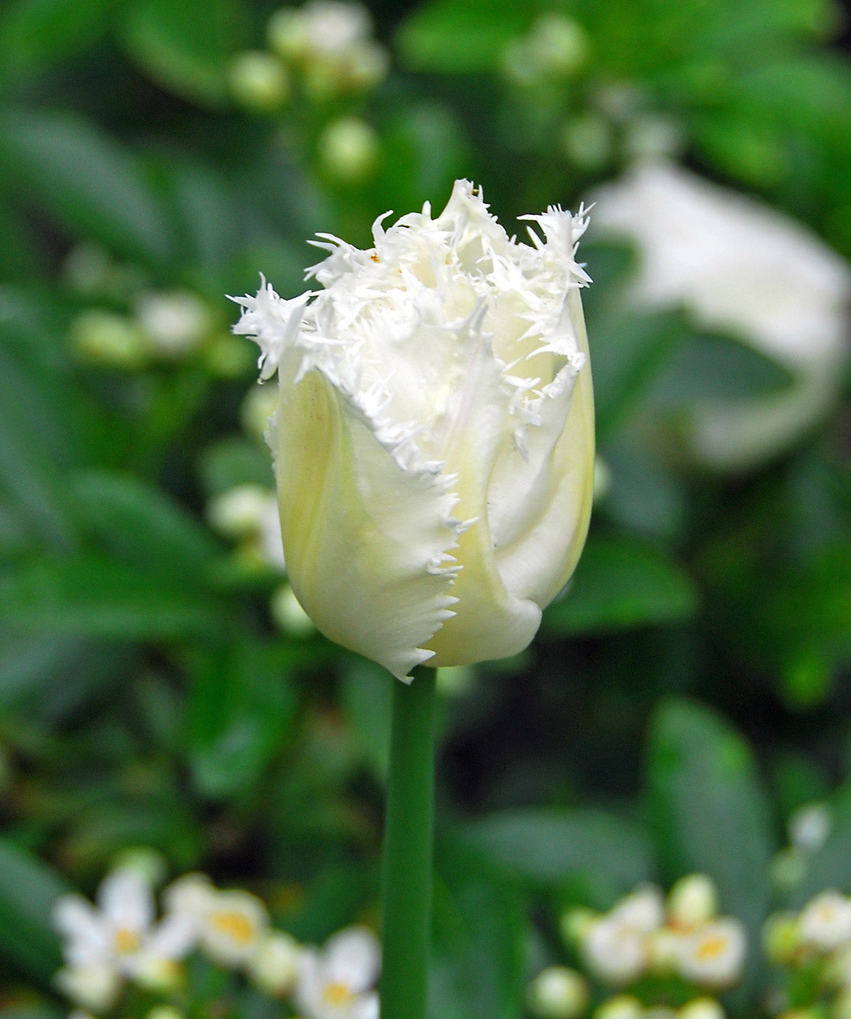 Honeymoon Fringed Tulip - 10 bulbs