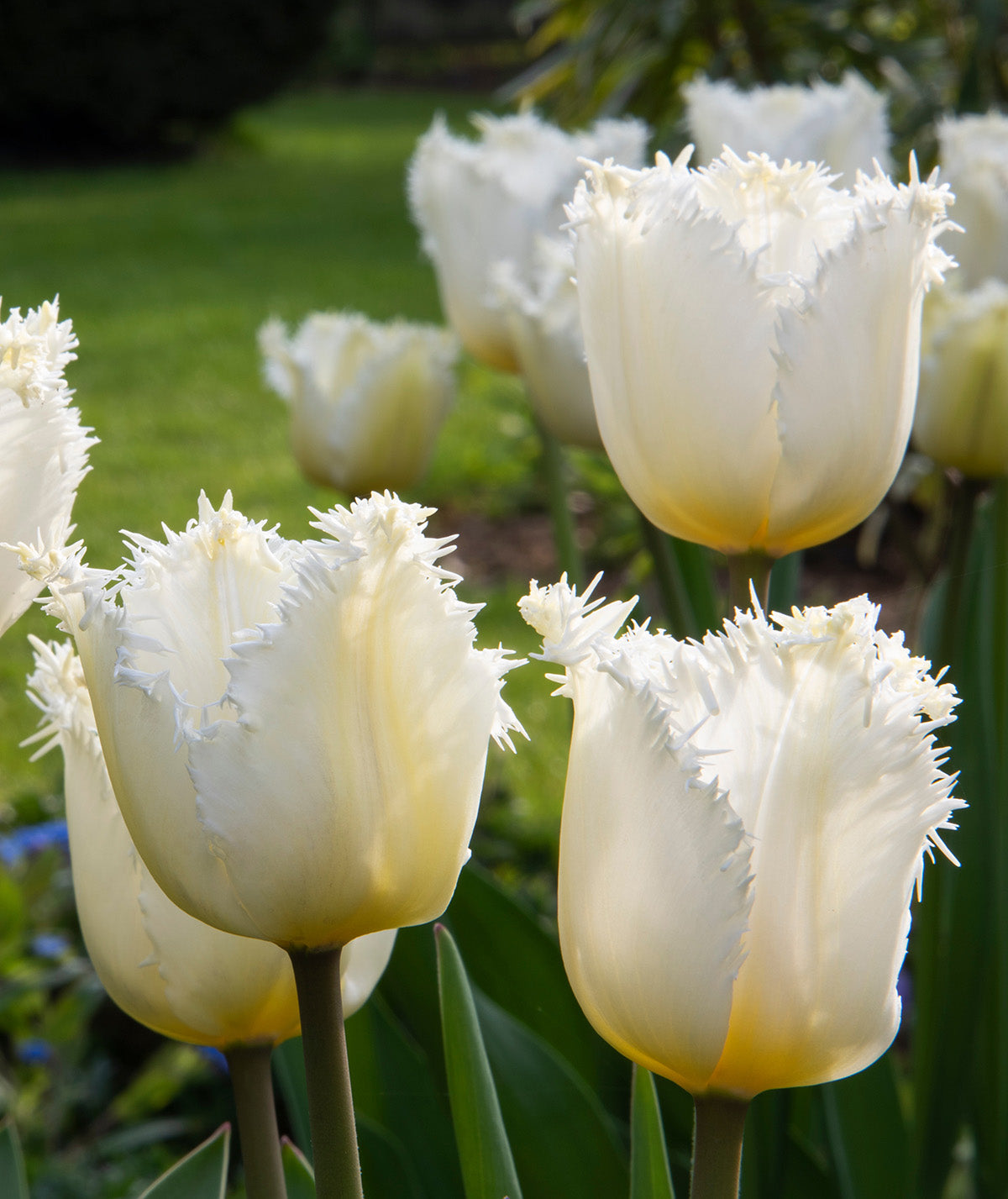 Honeymoon Fringed Tulip - 10 bulbs