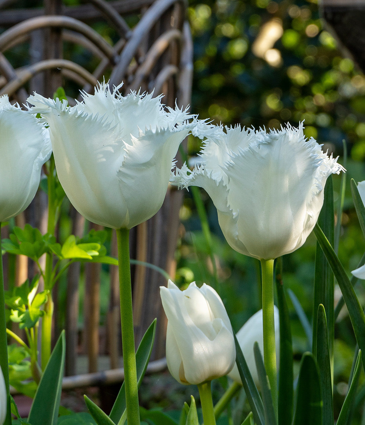 Honeymoon Fringed Tulip - 10 bulbs