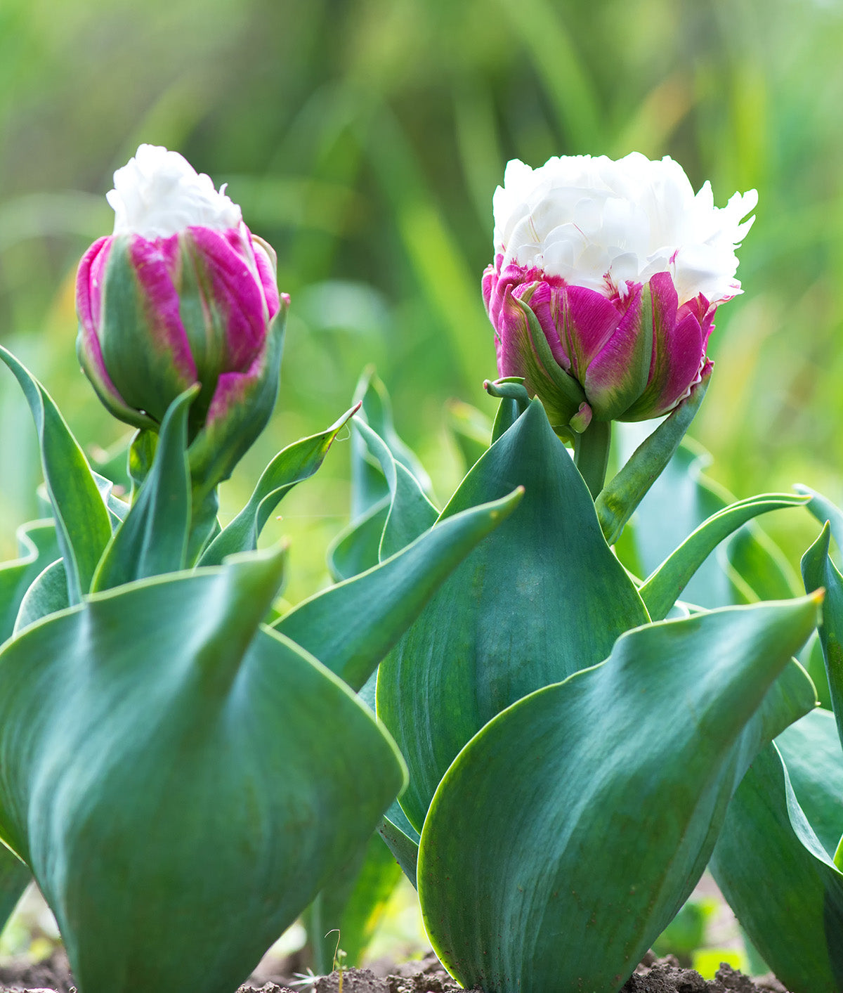 Ice Cream Double Late Tulip - 10 bulbs