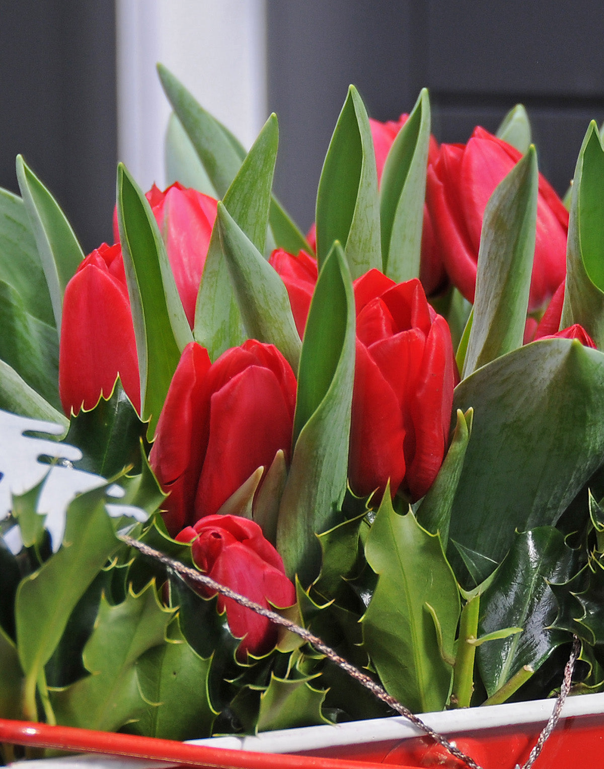 Kingsblood Single Late Tulip - 10 bulbs