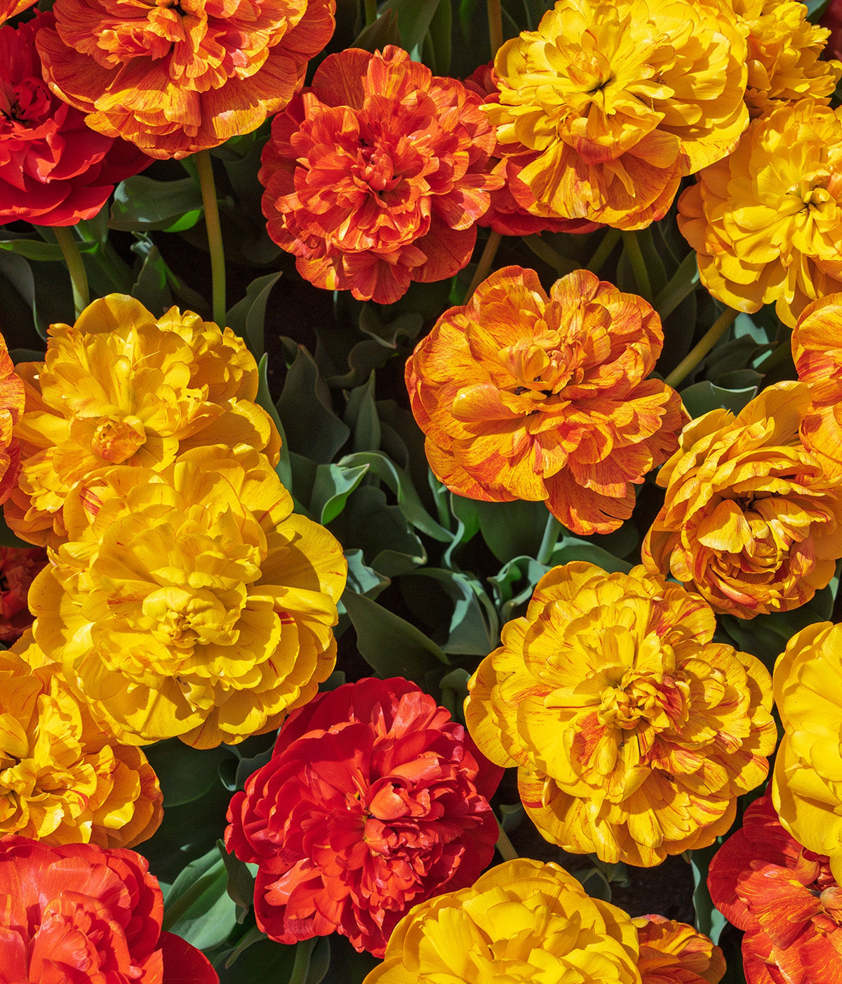 Mixed Double Late Tulips - 30 bulbs