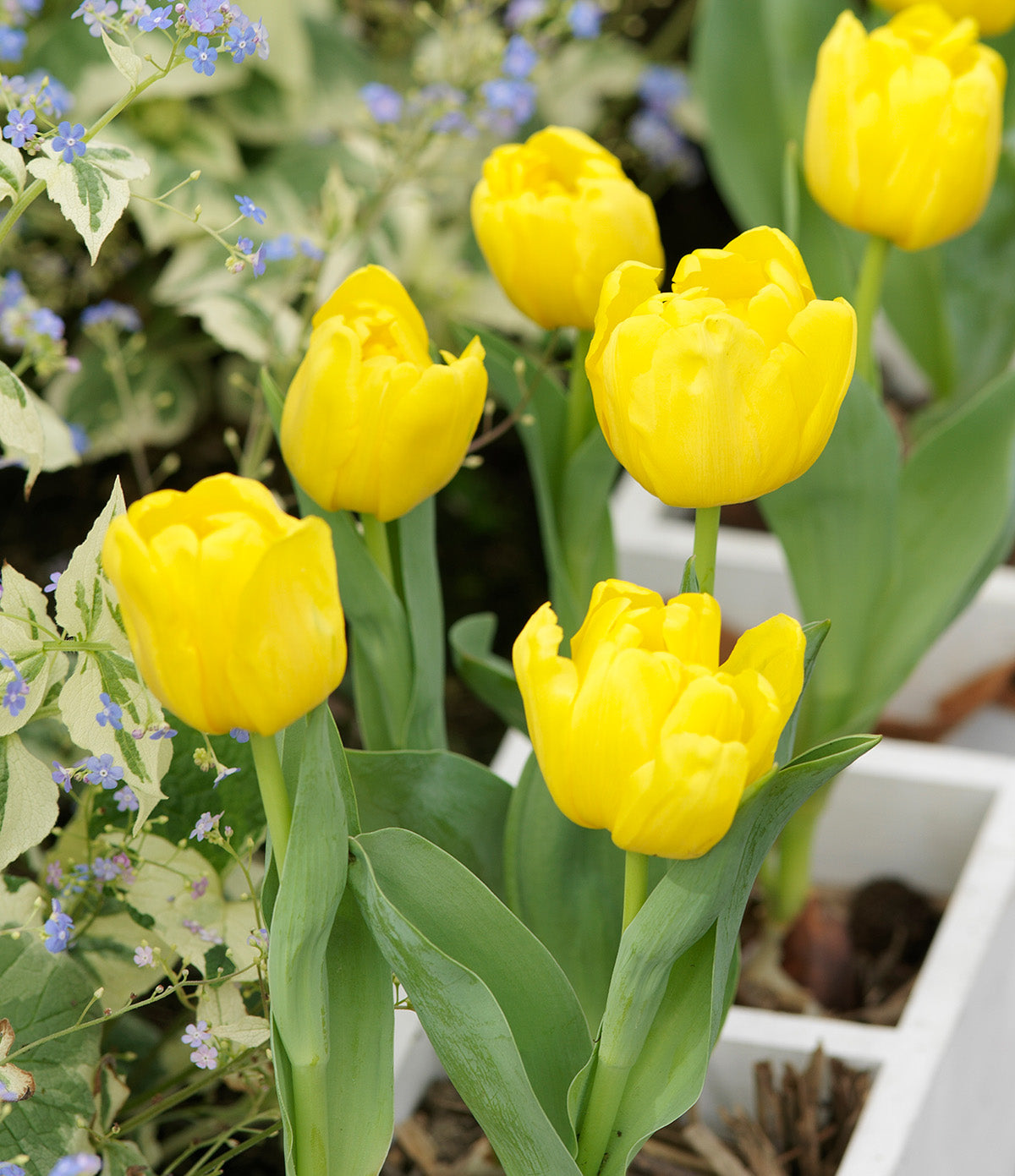 Monte Carlo Double Early Tulip - 10 bulbs
