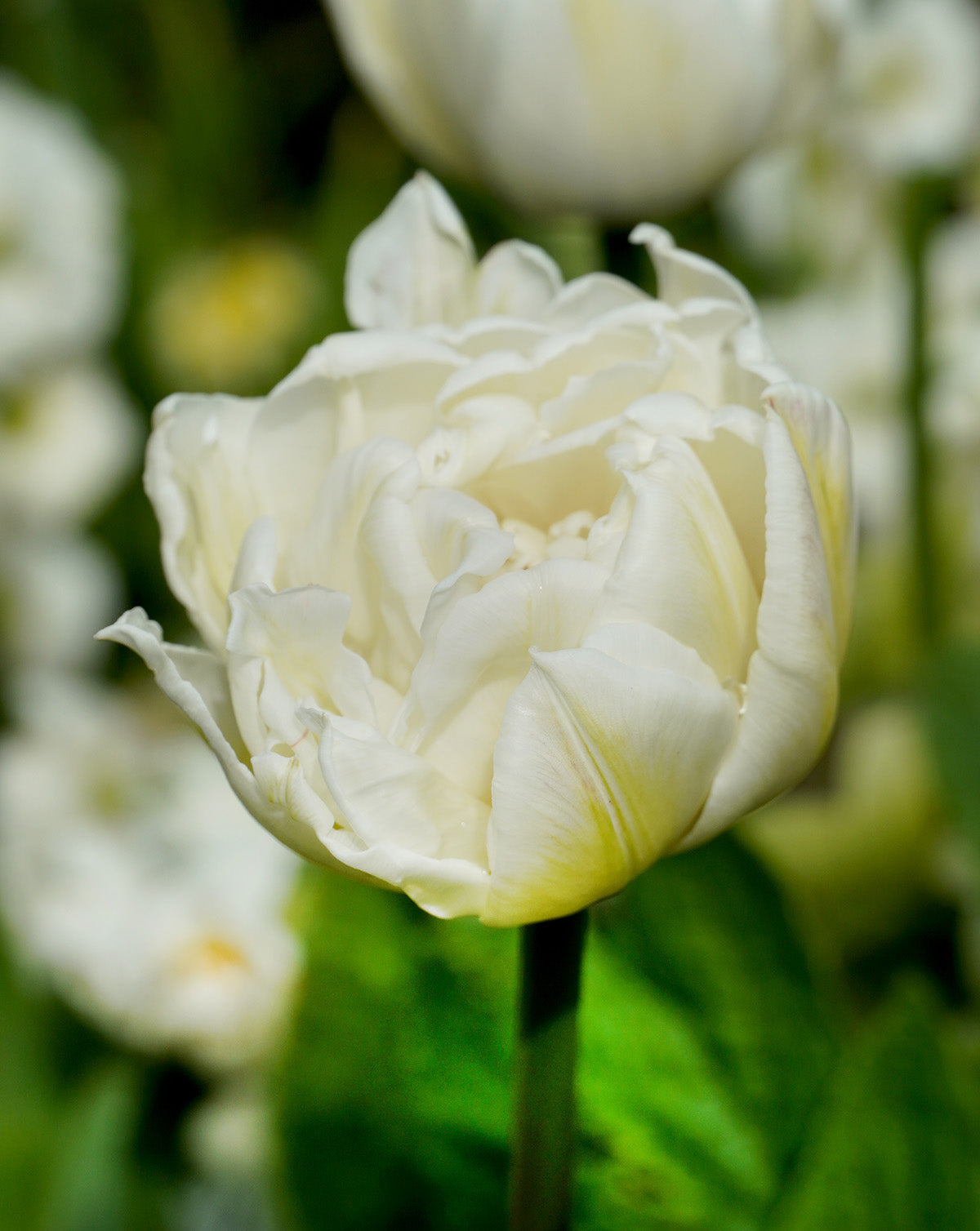 Mount Tacoma Double Late Tulip - 10 bulbs