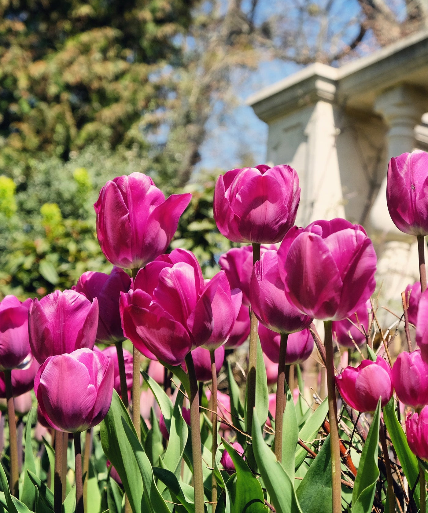 Negrita Triumph Tulip - 10 bulbs