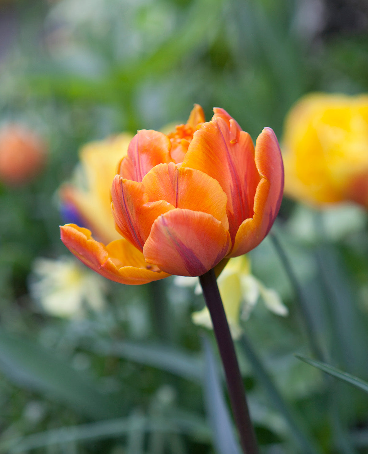 Orange Princess Double Late Tulip - 10 bulbs