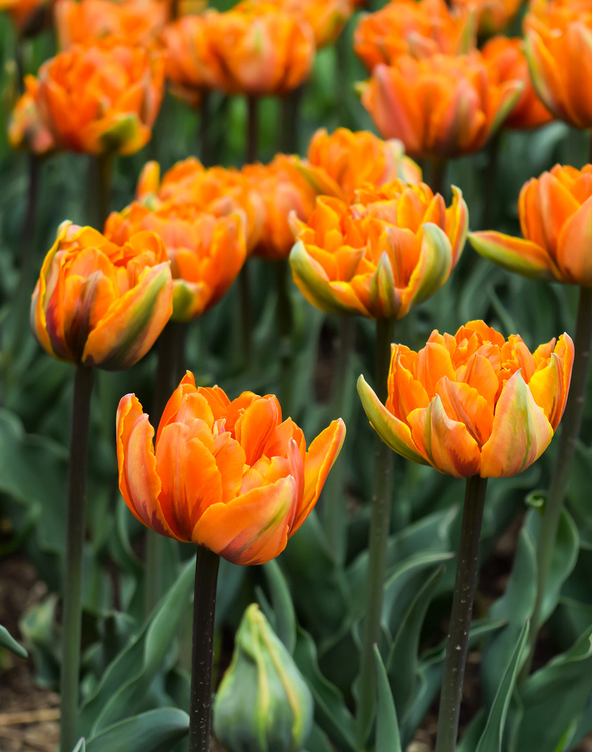 Orange Princess Double Late Tulip - 10 bulbs