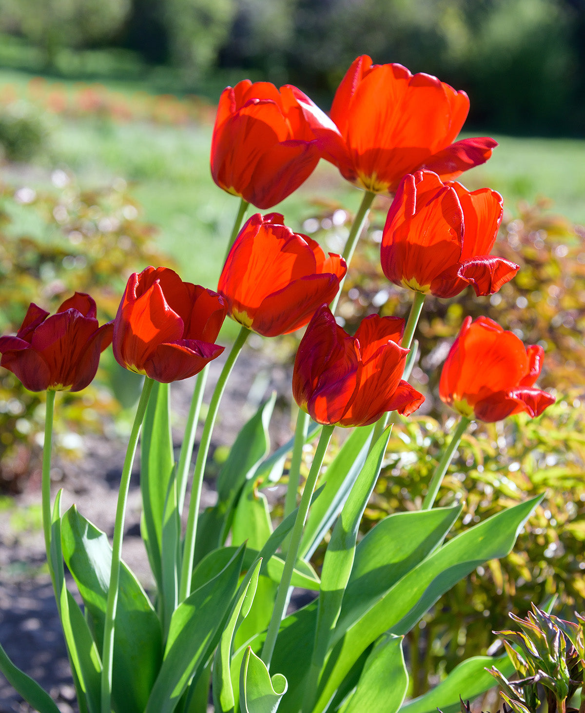 Oxford Darwin Hybrid Tulip - 10 bulbs