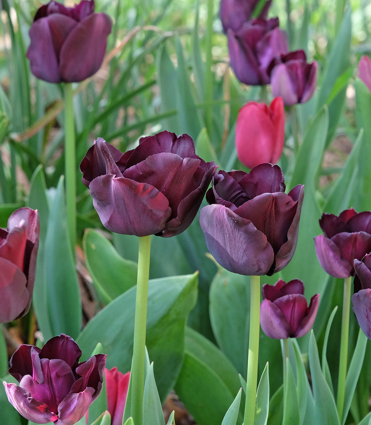 Paul Scherer Triumph Tulip - 10 bulbs