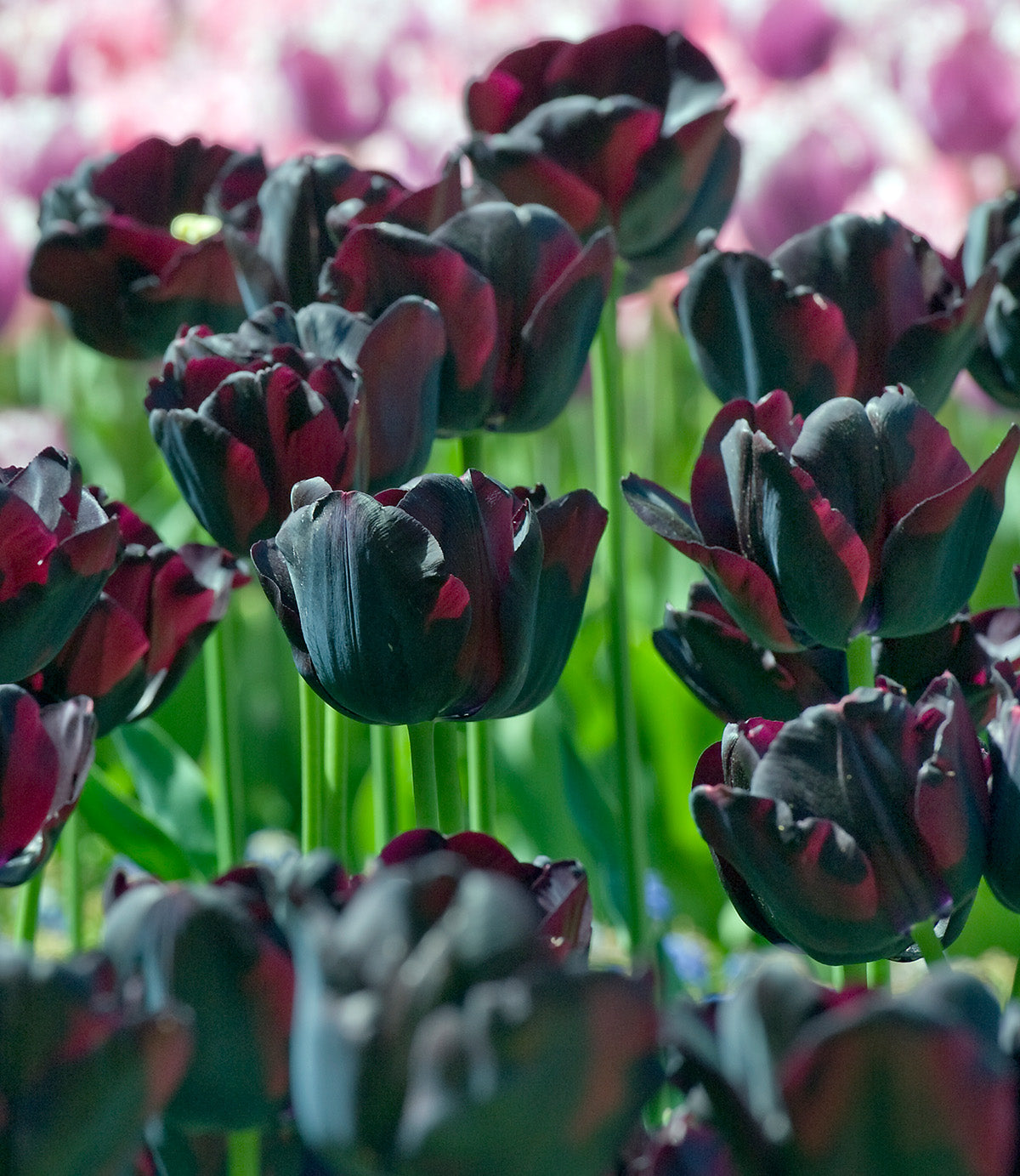 Paul Scherer Triumph Tulip - 10 bulbs