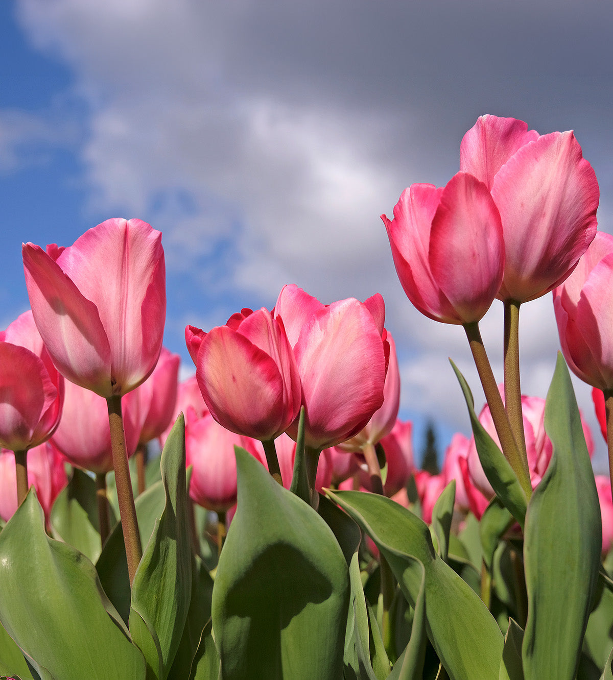Pink Sound Darwin Hybrid Tulip - 10 bulbs