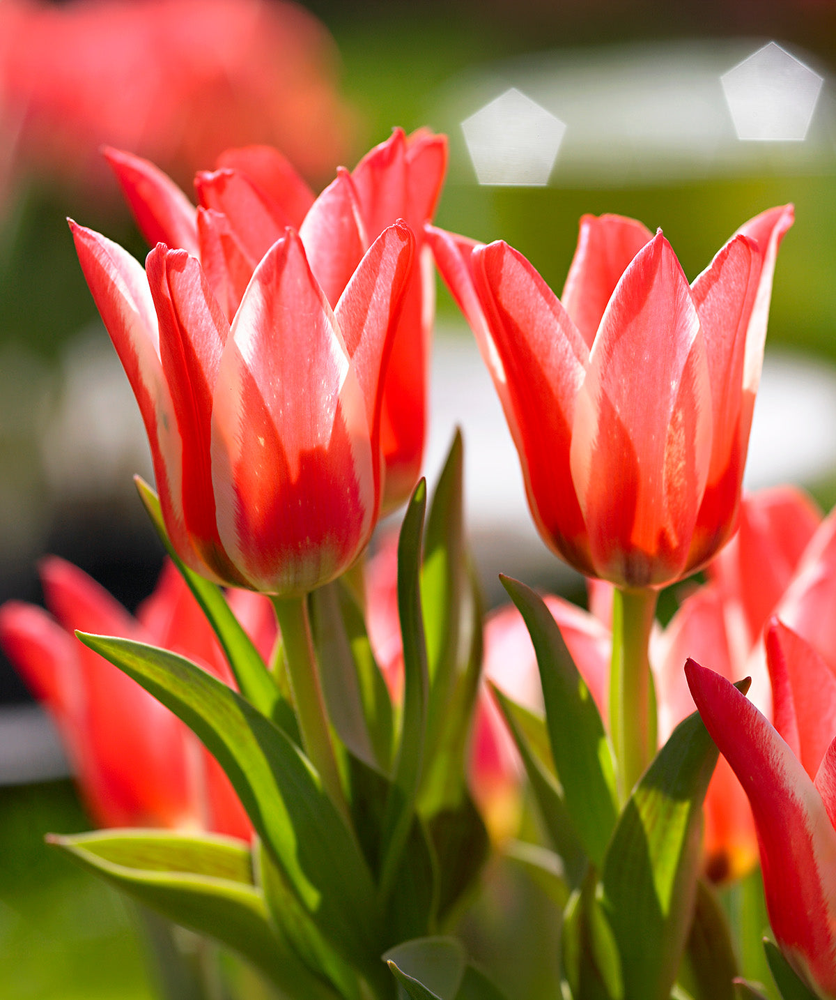 Pinocchio Greigii Tulip - 10 bulbs