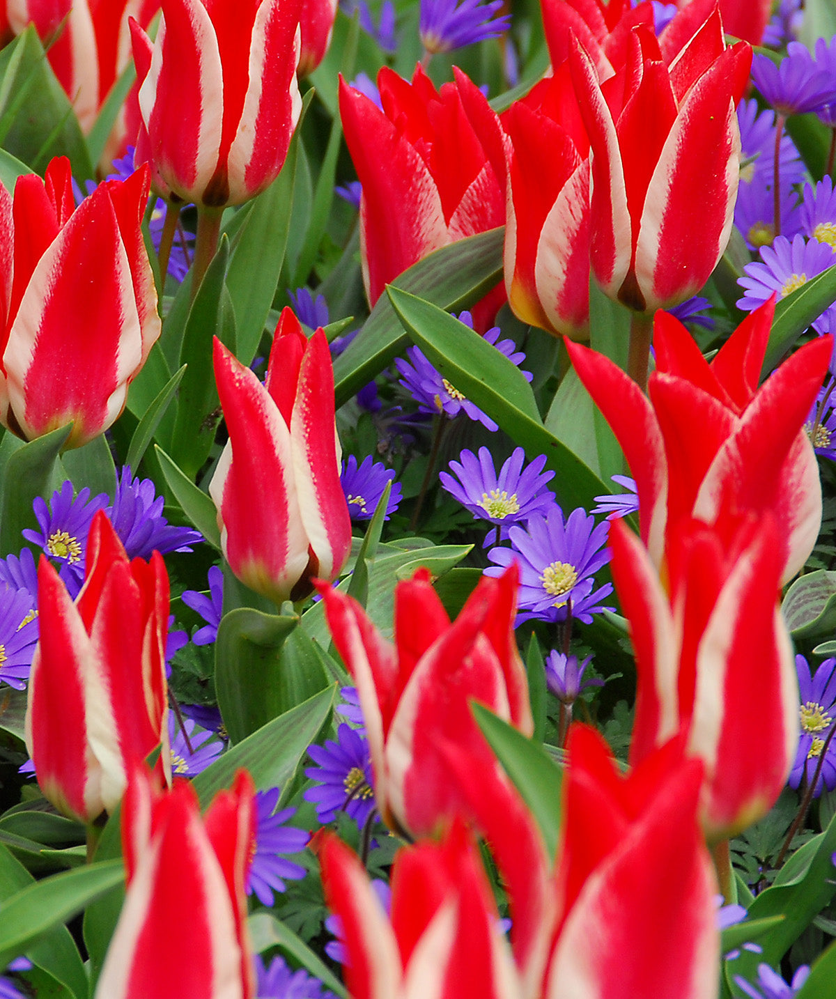 Pinocchio Greigii Tulip - 10 bulbs
