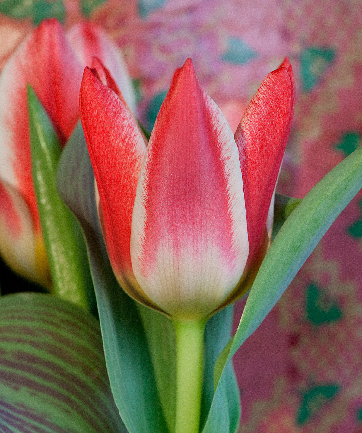 Pinocchio Greigii Tulip - 10 bulbs