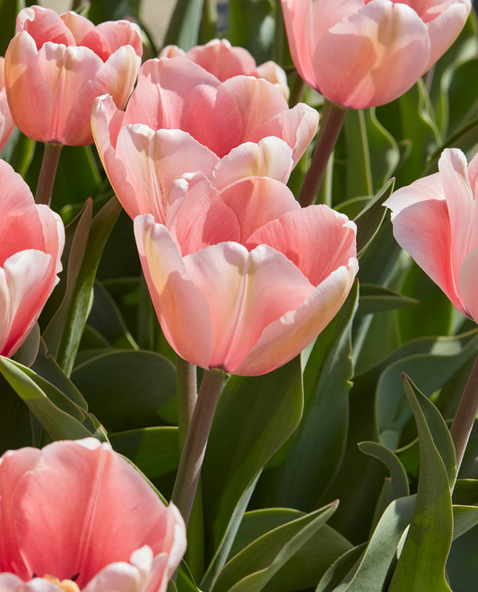 Salmon Impression Darwin Hybrid Tulip bulbs by BloomingBulb, showing vibrant orange-pink flower buds and green foliage.