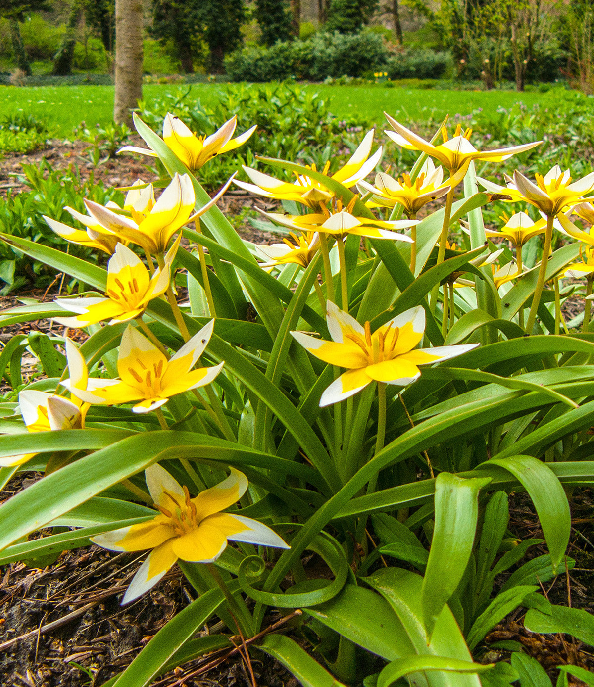 Tarda Species Tulip - 10 bulbs