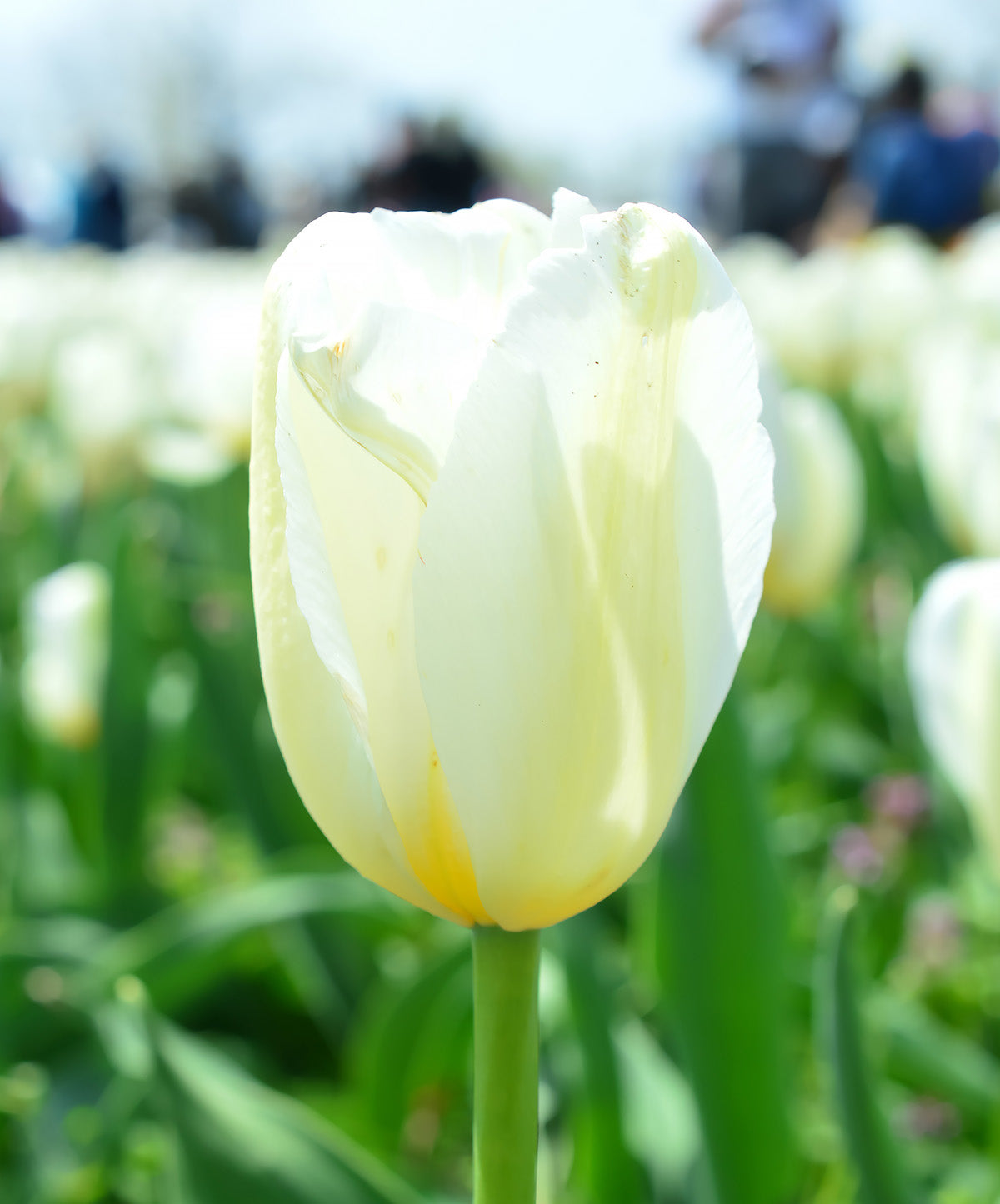 White Marvel Single Early Tulip - 10 bulbs