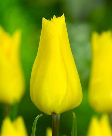 Yokohama Triumph tulip bulbs from BloomingBulb, showcasing bright orange and yellow tulip flower buds ready to bloom in spring.