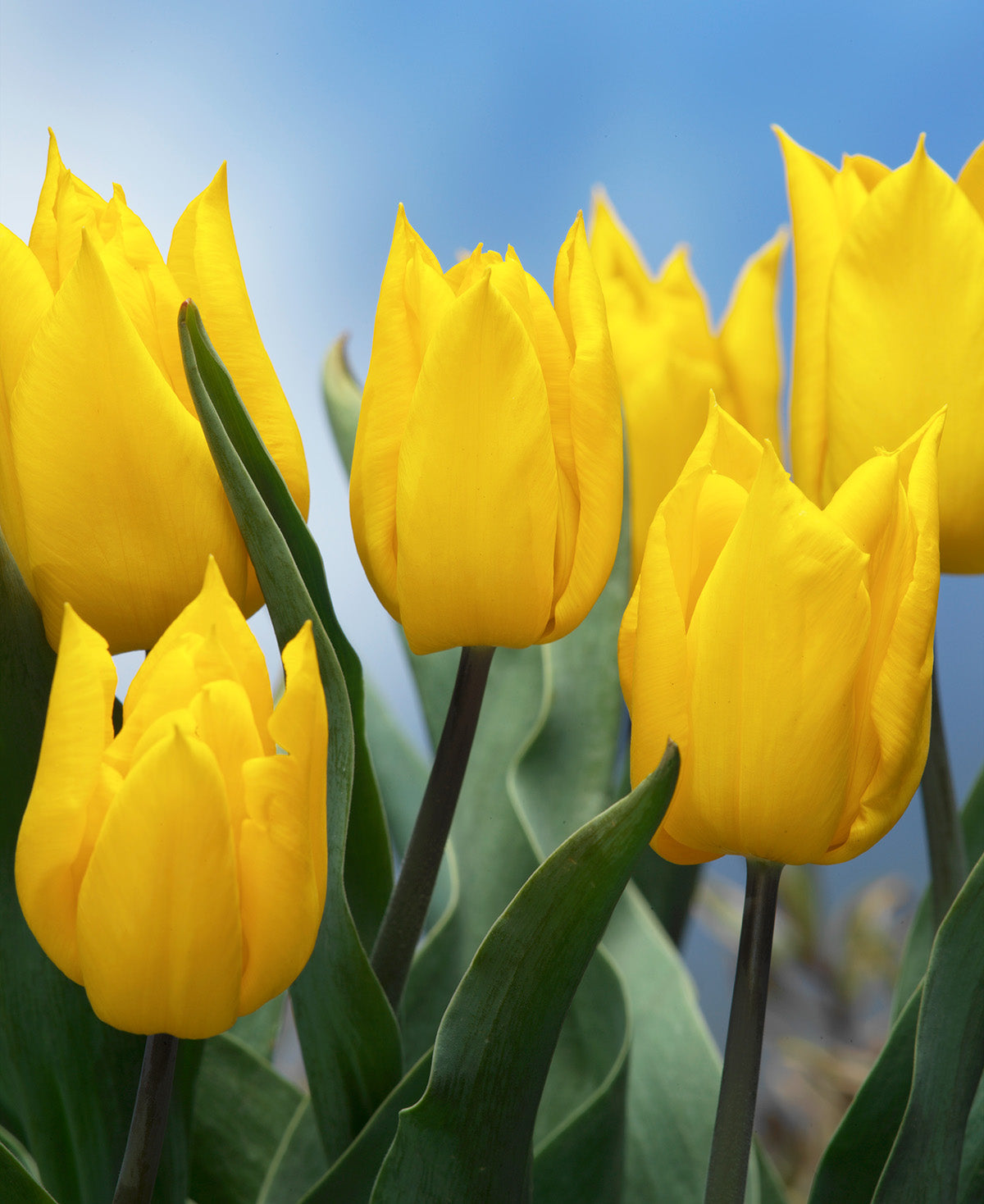 Yokohama Triumph Tulip - 10 bulbs