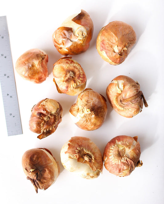 Pink Sound Darwin Hybrid Tulip bulbs from BloomingBulb, showing vibrant pink tulip bulbs ready for planting.
