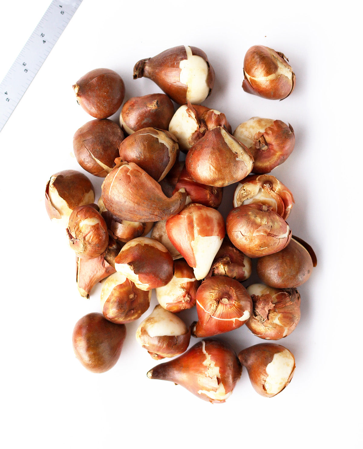 Mixed Double Late Tulips - 30 bulbs