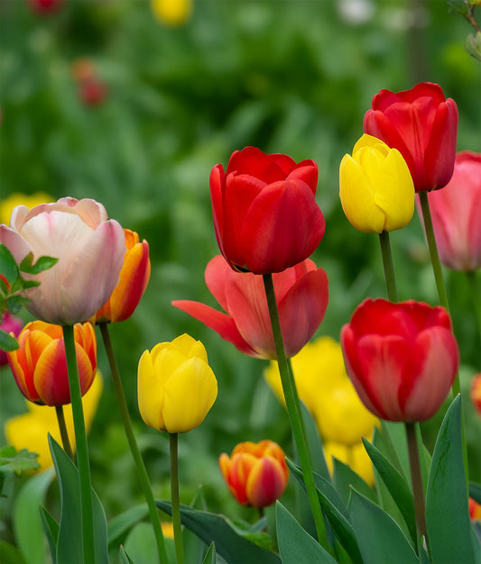 Mixed Darwin Hybrid Tulips from BloomingBulb, showing vibrant, colorful tulip bulbs ready for planting.