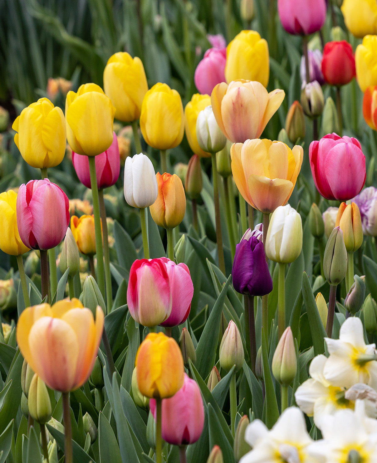 Mixed Tulips - 30 bulbs