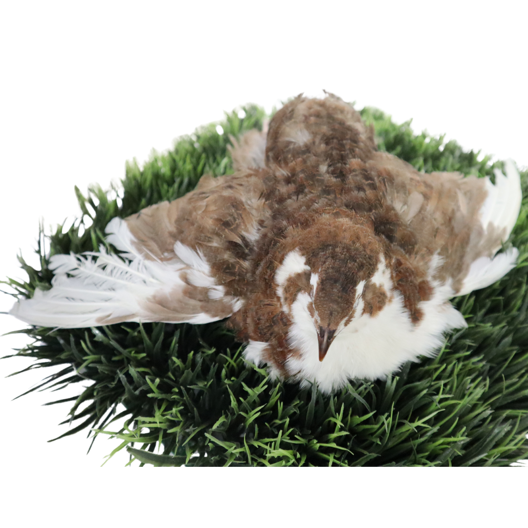 Fertile quail eggs from Quailz by Undique LLC, Tuxedo Rang Jumbo Celadon variety, displayed in a natural setting.