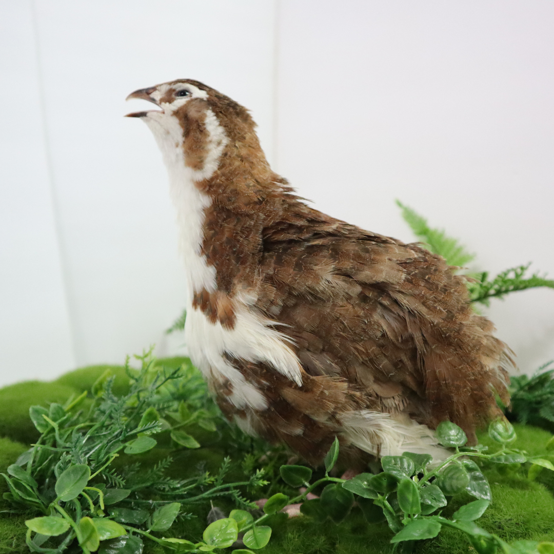 Celadon Coturnix quail hatching eggs with smooth, glossy shells, displayed in a close-up view.