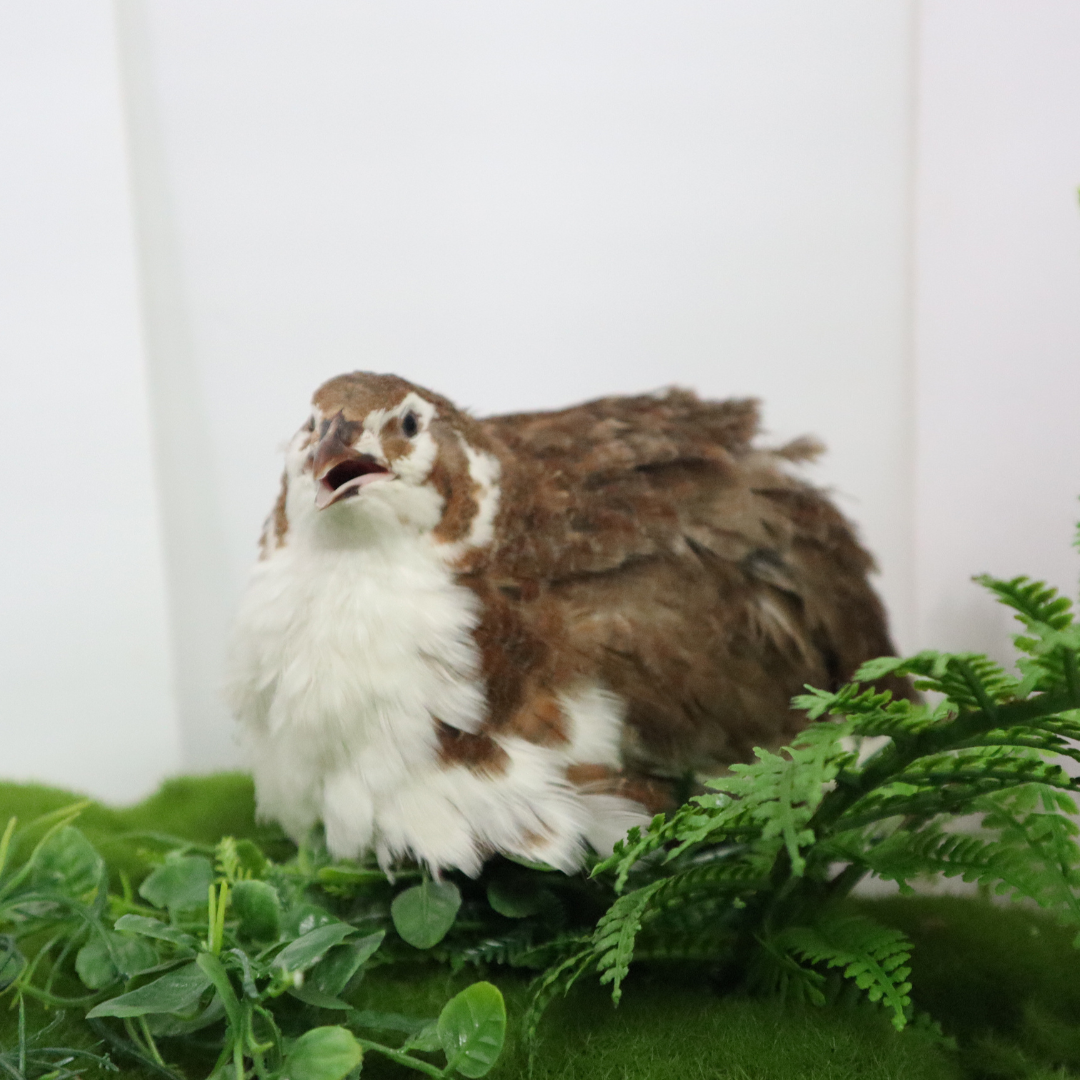 Celadon Coturnix hatching eggs from Quailz.com by Undique LLC, showing smooth, speckled eggs on a neutral background