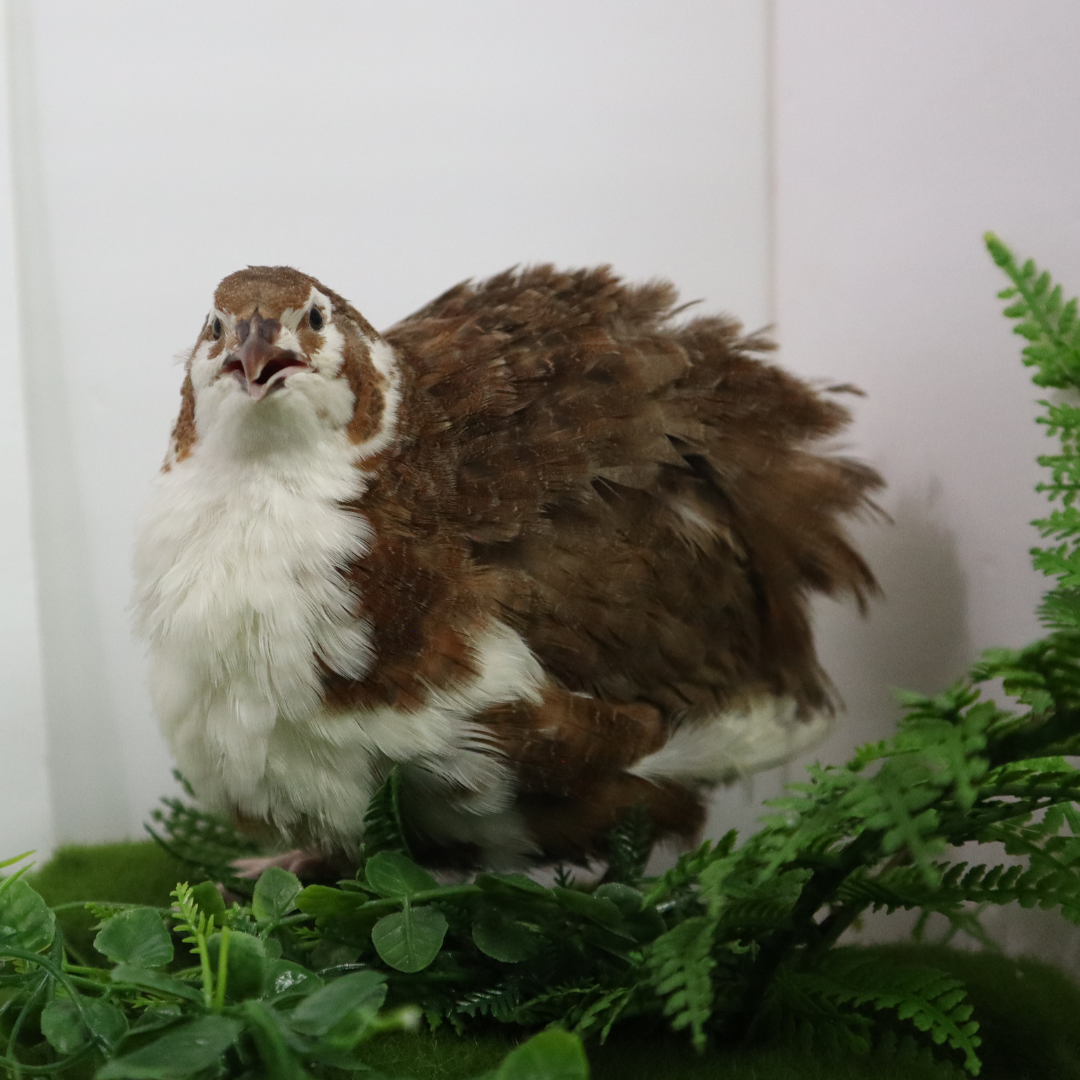 Celadon Coturnix quail hatching eggs from Quailz.com by Undique LLC, showing smooth, glossy eggs with a distinctive pale green color.