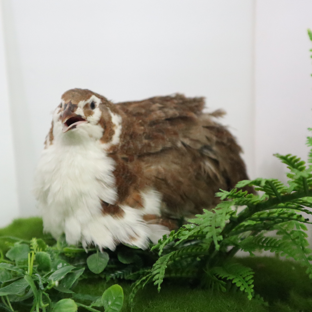 Celadon Coturnix quail hatching eggs from Quailz.com, showcasing six jumbo eggs with a glossy green shell on a white background.