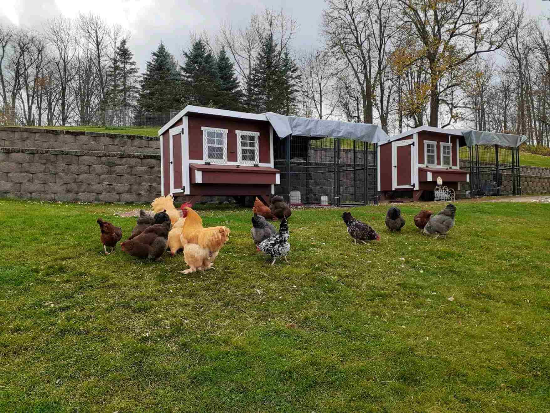 Walk-In 8 ft. Chicken Run (6'6"W x 7'6"L x 6'3"H) - OverEZ Chicken Coop ~ Blessings Grow Meadows