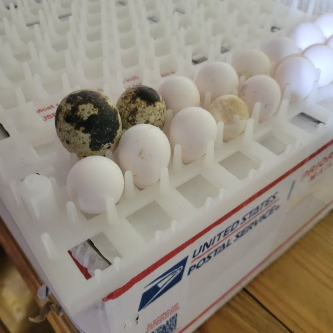 Georgia Giant Quail hatching eggs from Quailz.com, showing smooth, oval-shaped quail eggs in a natural setting