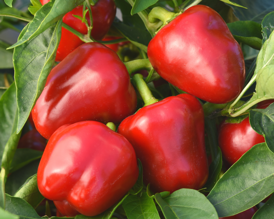 Snackabelle Red Hybrid Pepper Seeds - Blessings Grow Meadows