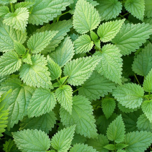 Fresh MIgardener stinging nettle herb plant with green leaves, suitable for herbal remedies and garden cultivation.