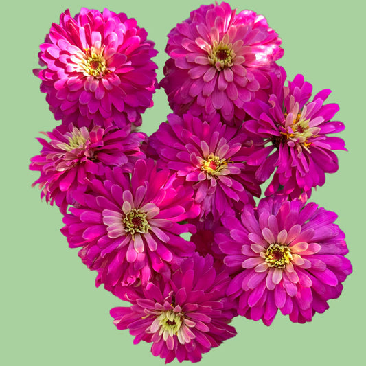 Zinnia Uproar 'Rose' seeds