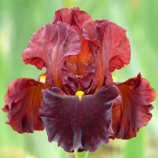 Valentino Fragrant Bearded Iris Potted Quart Pot - Blessings Grow Meadows